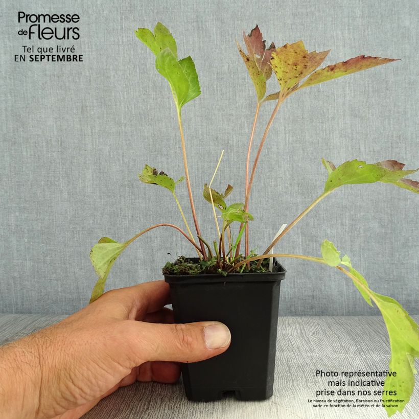 Amostra de Rudbeckia laciniata Goldquelle Vaso de 8/9 cm tal como entregue no verão