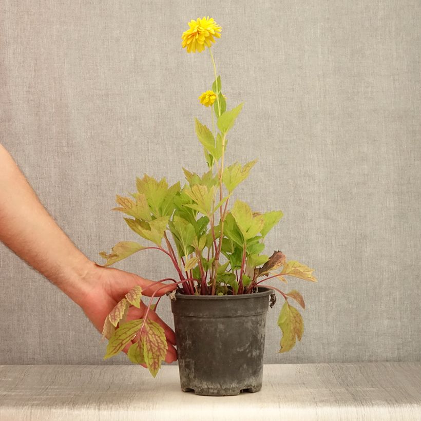 Amostra de Rudbeckia laciniata Goldquelle Vaso de 2 L/3 L tal como entregue no verão