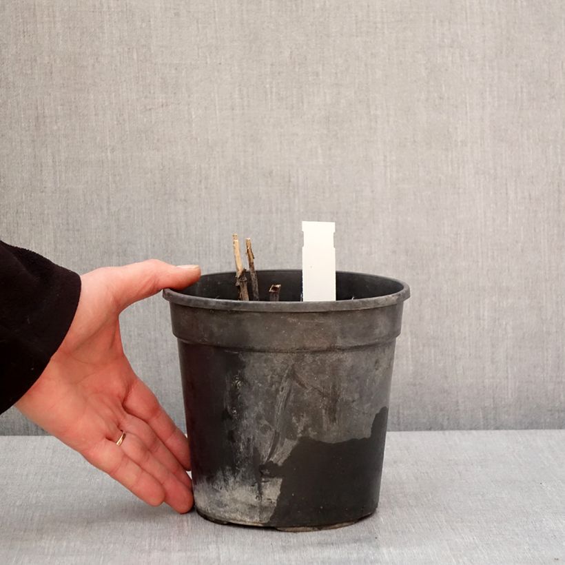 Amostra de Rudbeckia laciniata Goldquelle Vaso de 2 L/3 L tal como entregue no inverno