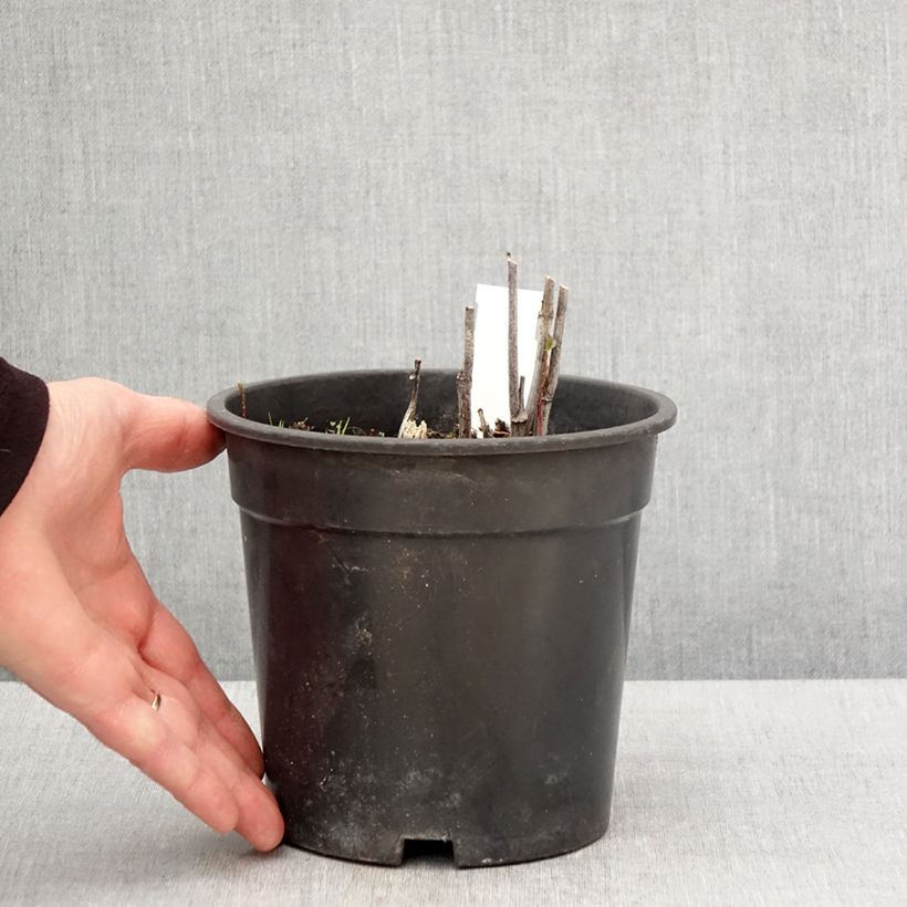 Amostra de Rudbeckia laciniata Goldquelle Vaso de 2 L/3 L tal como entregue na primavera