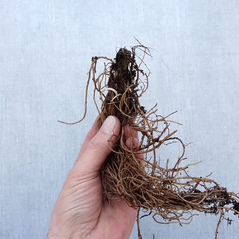 Amostra de Rudbeckia laciniata Goldquelle Raízes nuas tal como entregue no inverno