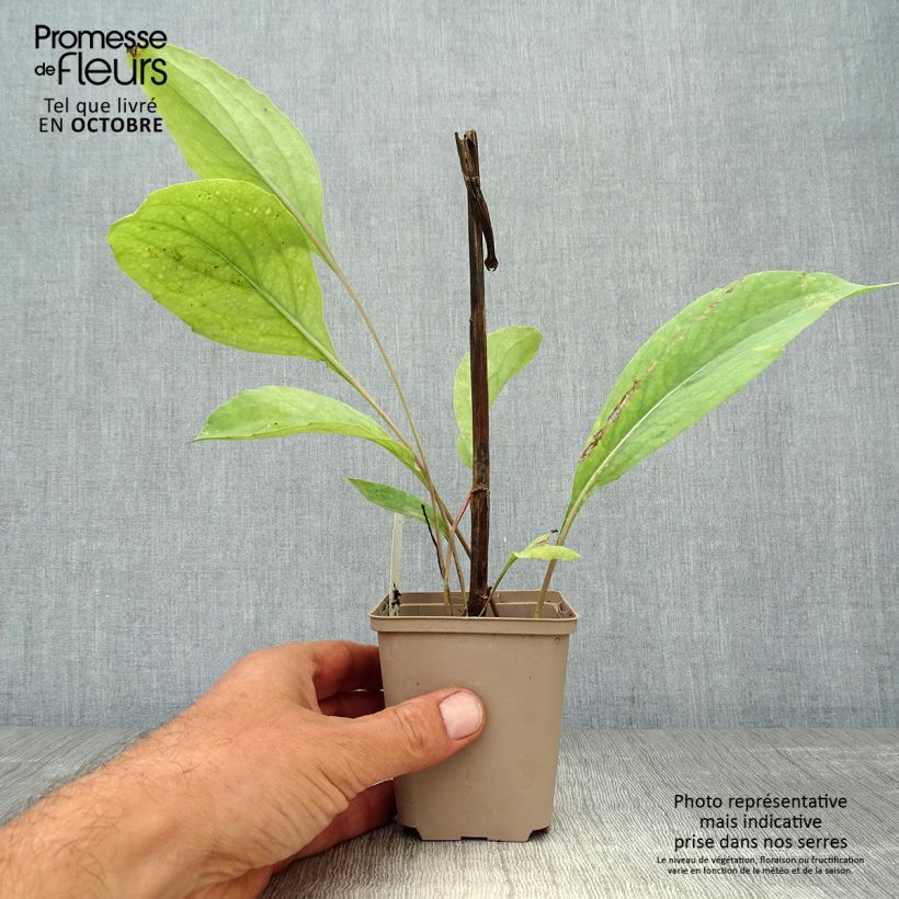 Amostra de Rudbeckia maxima Vaso de 8/9 cm tal como entregue no outono