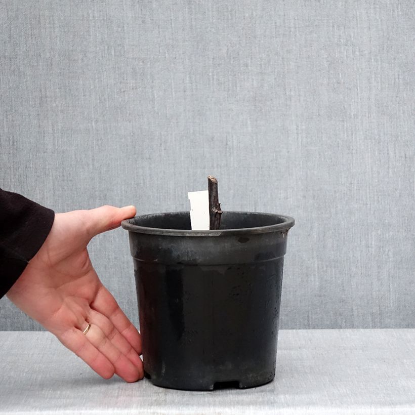 Amostra de Rudbeckia nitida Herbstsonne Vaso de 2 L/3 L tal como entregue no inverno