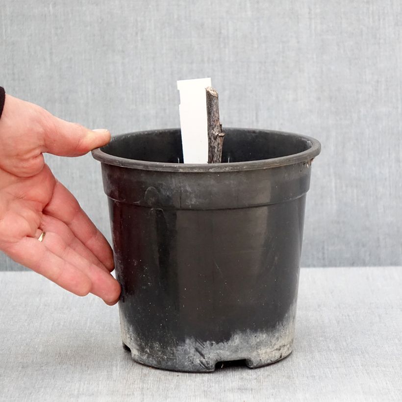 Amostra de Rudbeckia nitida Herbstsonne Vaso de 2 L/3 L tal como entregue na primavera