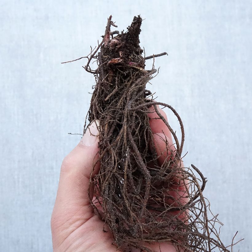 Amostra de Rudbeckia nitida Herbstsonne Raízes nuas tal como entregue no inverno