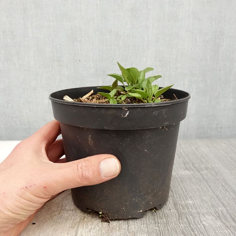 Amostra de Rudbeckia occidentalis Green Wizard Vaso de 2 L/3 L tal como entregue na primavera