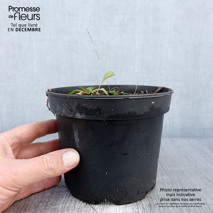 Amostra de Rudbeckia occidentalis Green Wizard Pot de 2L/3L tal como entregue no outono