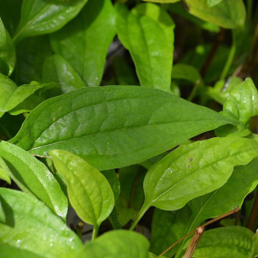 Echinacea purpurea Sundown (Folhagem)
