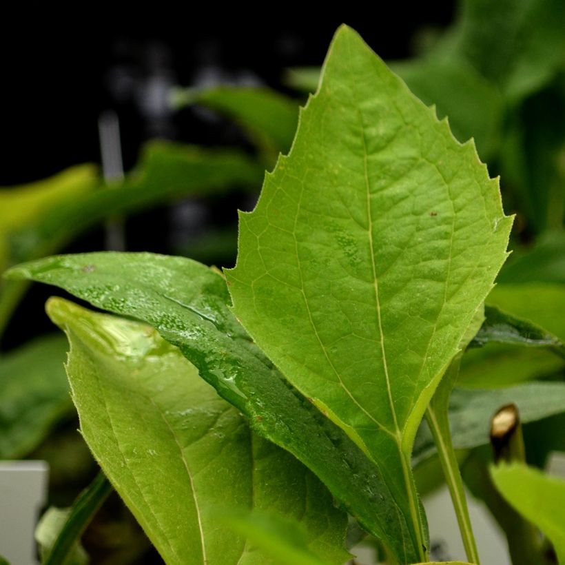 Echinacea purpurea Virgin (Folhagem)