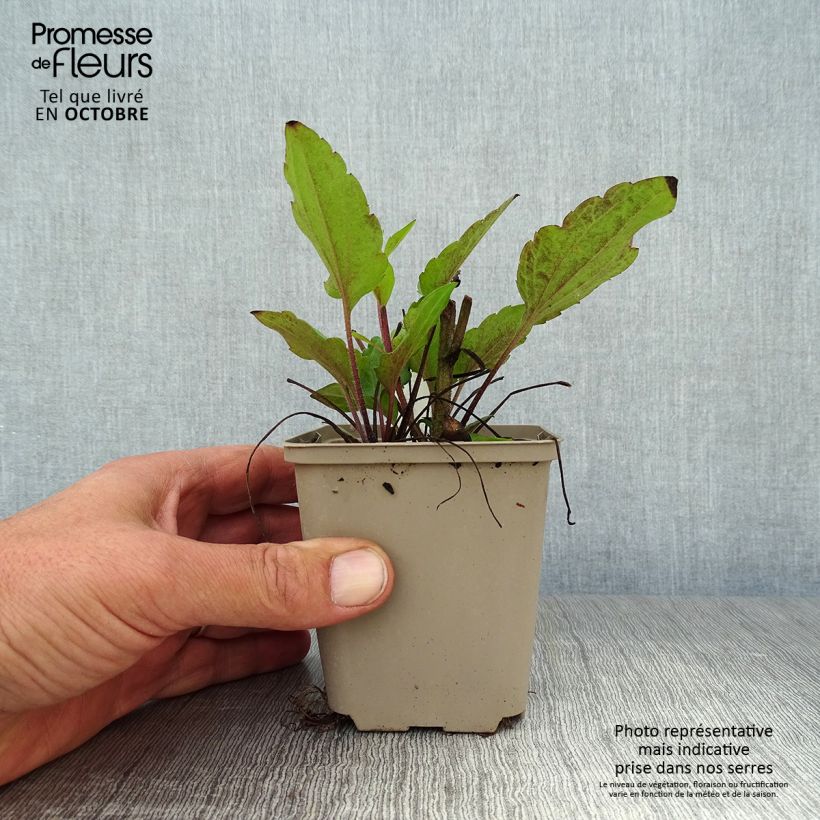 Amostra de Rudbeckia triloba Vaso de 8/9 cm tal como entregue no outono