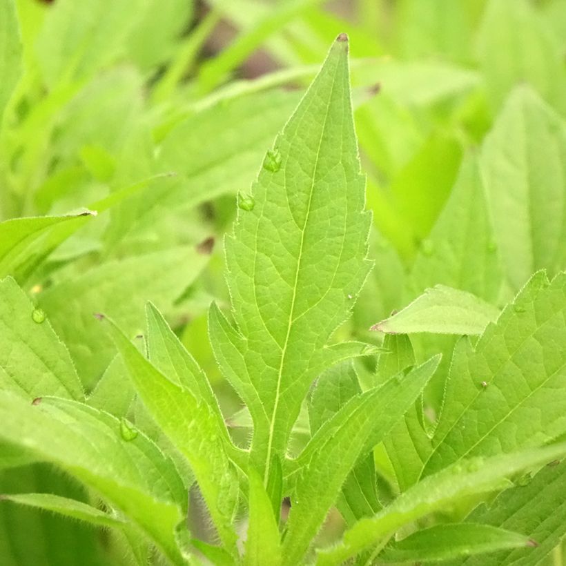 Rudbeckia triloba (Folhagem)