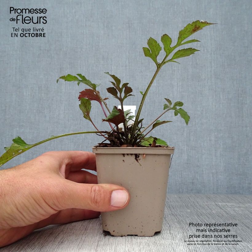 Amostra de Rudbeckia triloba Prairie Glow Vaso de 8/9 cm tal como entregue no outono