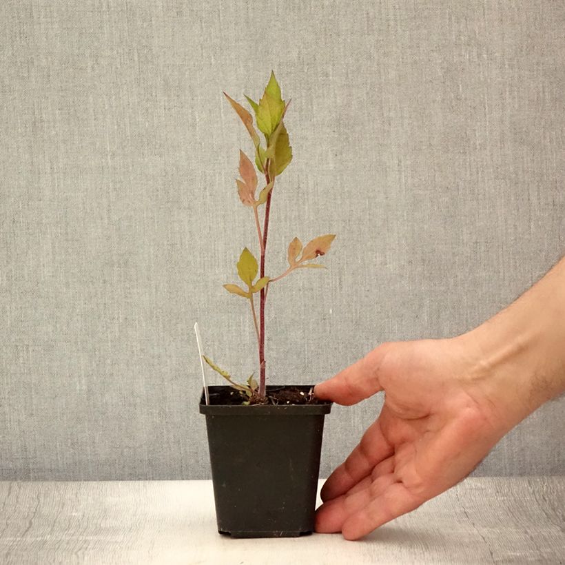 Amostra de Rudbeckia triloba Prairie Glow Vaso de 8/9 cm tal como entregue no verão