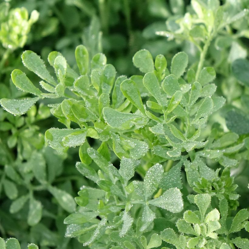 Arruda - Ruta graveolens (Folhagem)