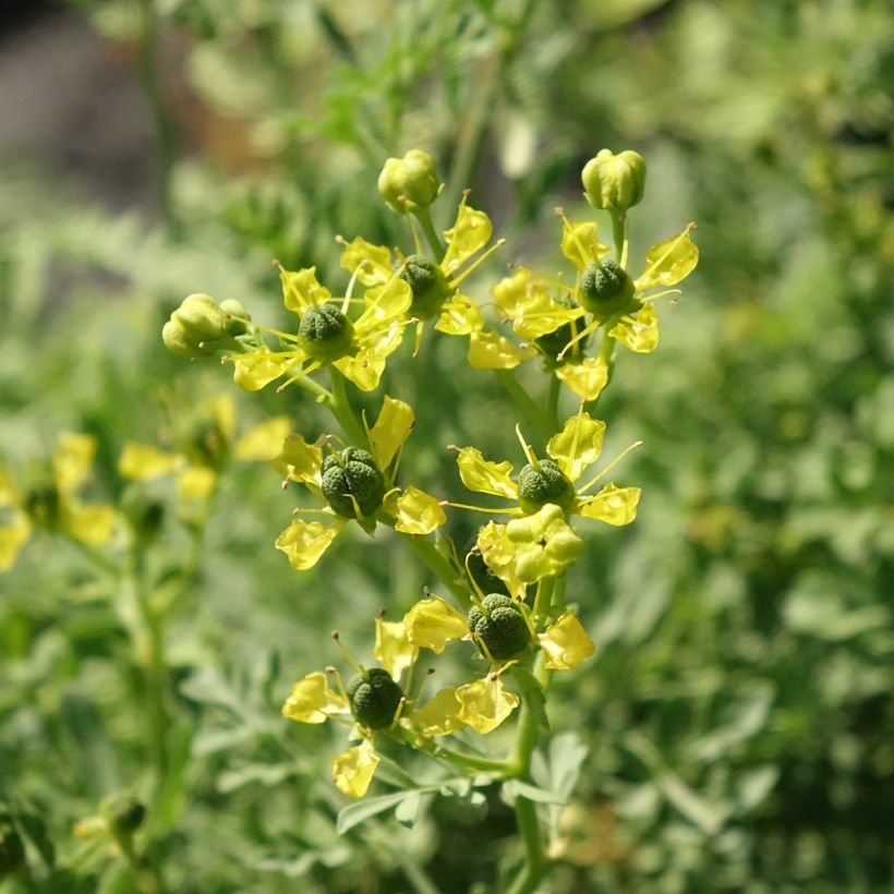 Arruda - Ruta graveolens (Floração)