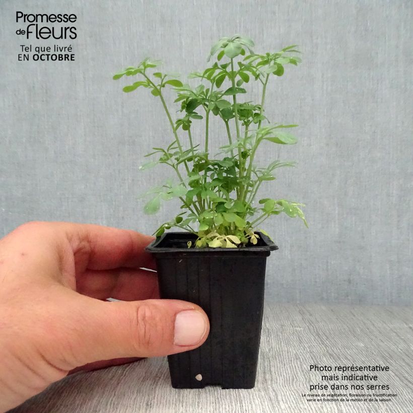 Amostra de Arruda - Ruta graveolens Vaso de 7/8 cm tal como entregue no outono