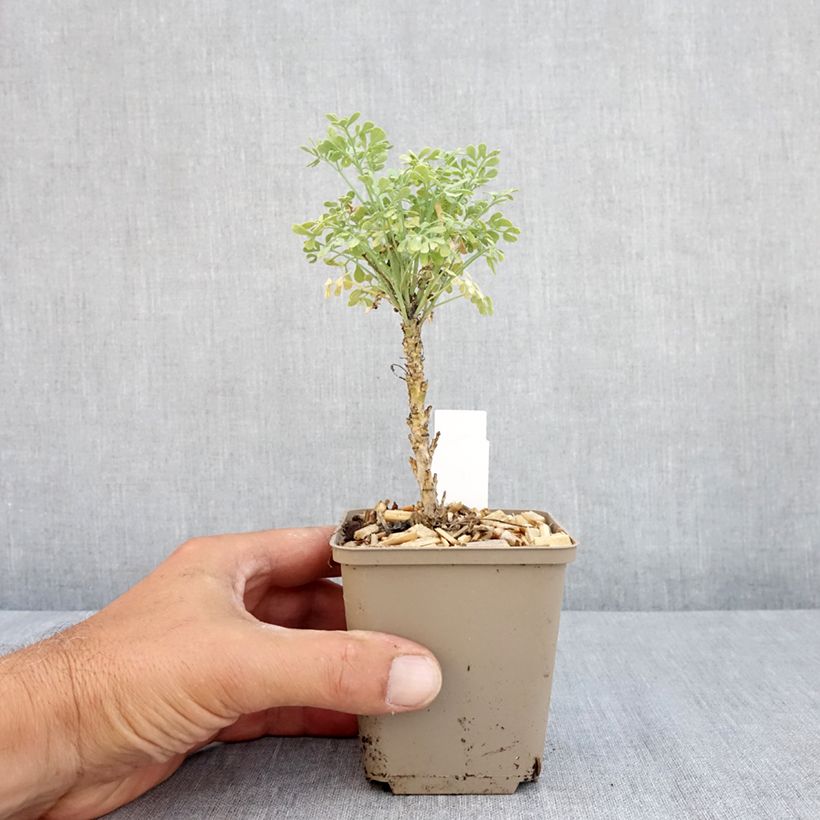 Amostra de Ruta graveolens Jackman's Blue Vaso de 8/9 cm tal como entregue no verão