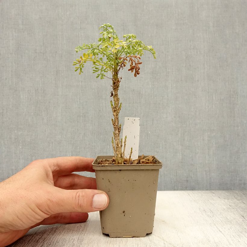 Amostra de Ruta graveolens Jackman's Blue Vaso de 8/9 cm tal como entregue no outono