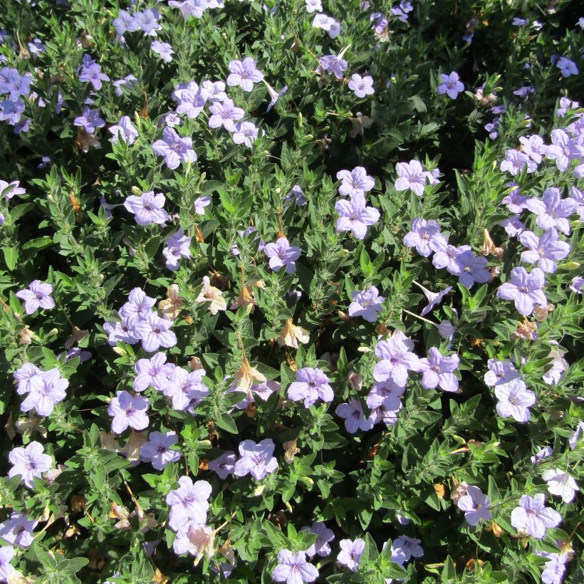 Ruellia humilis (Hábito)