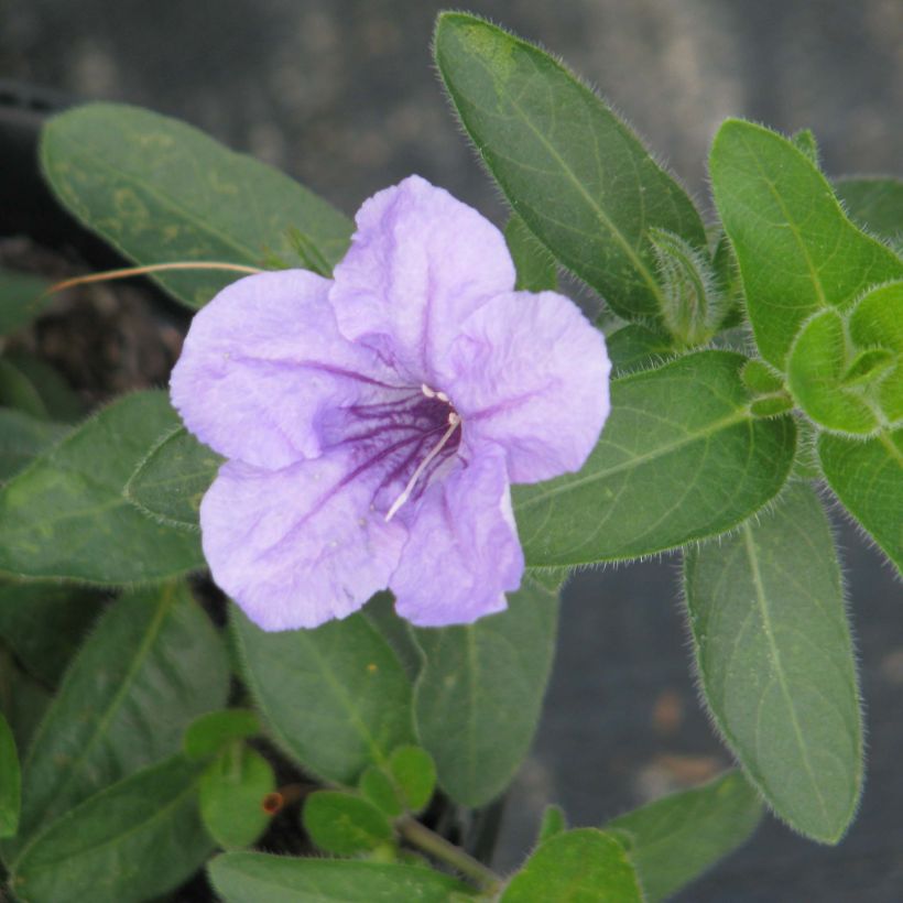 Ruellia humilis (Floração)