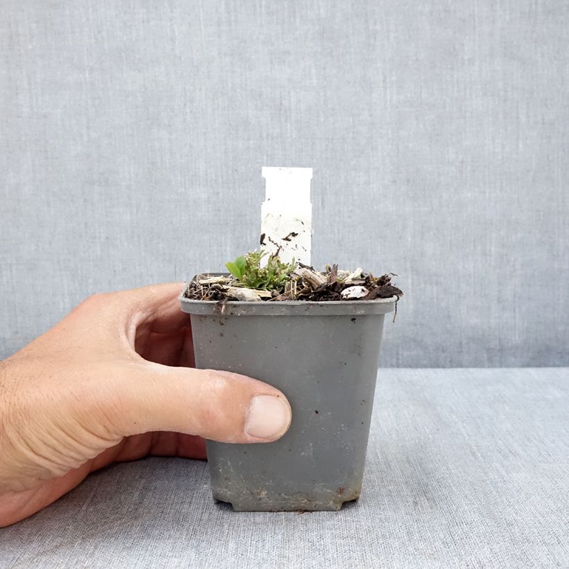 Amostra de Ruellia humilis Vaso de 8/9 cm tal como entregue no verão