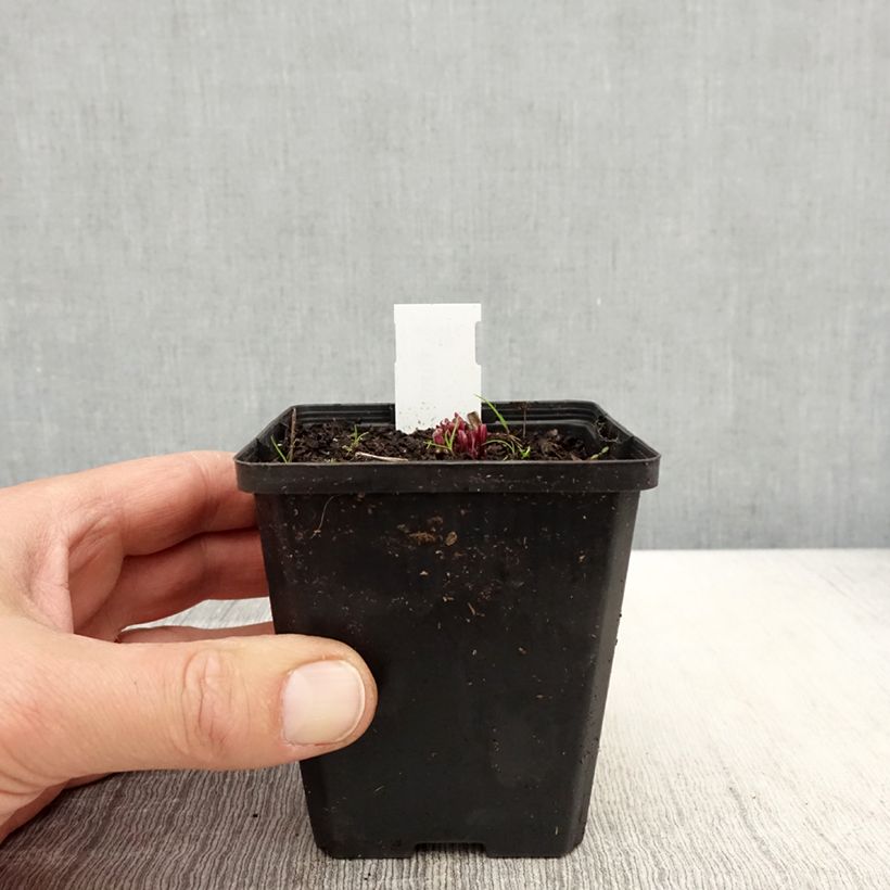 Amostra de Ruellia humilis Vaso de 8/9 cm tal como entregue na primavera