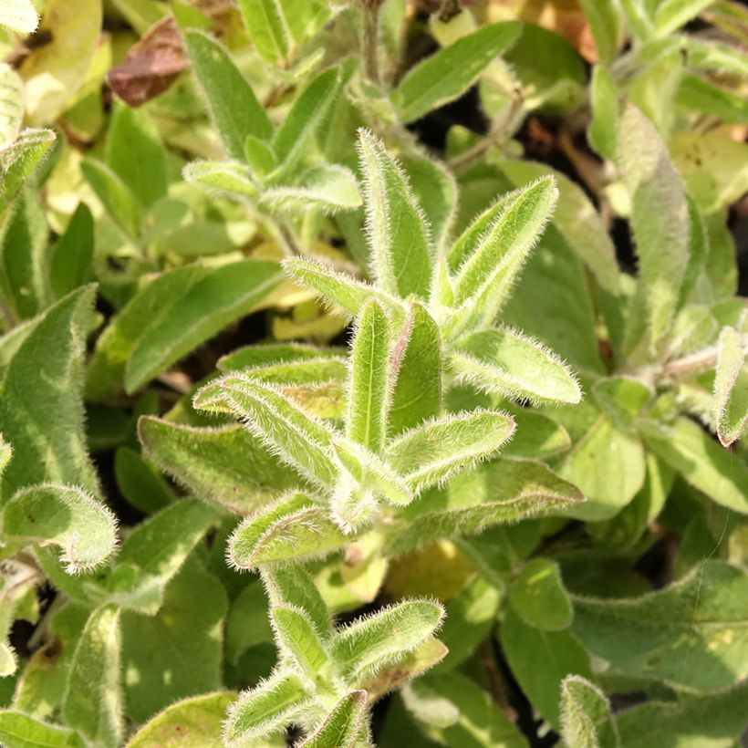 Ruellia humilis (Folhagem)