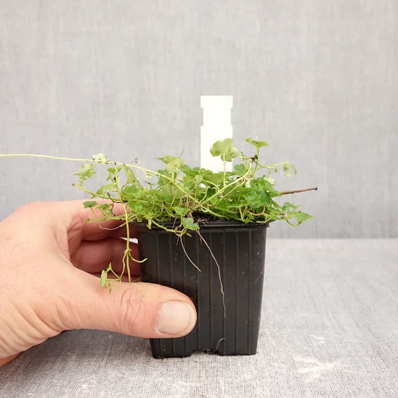 Amostra de Cymbalaria muralis Alba Vaso de 8/9 cm tal como entregue no outono