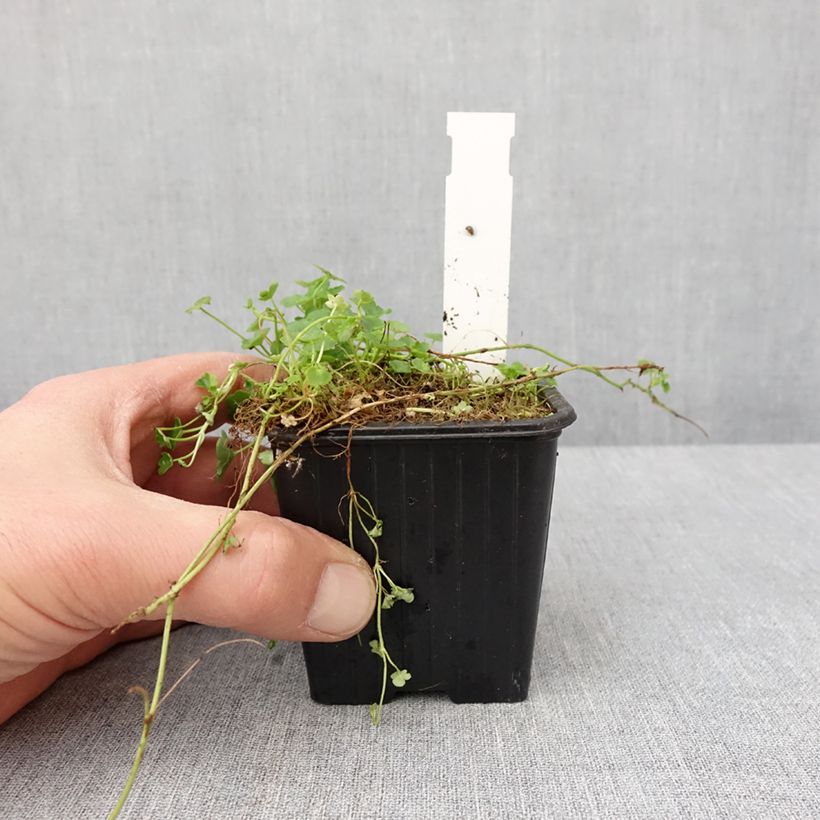 Amostra de Cymbalaria muralis Alba Vaso de 8/9 cm tal como entregue no inverno