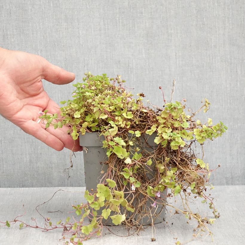 Amostra de Cymbalaria muralis Vaso de 2 L/3 L tal como entregue no verão