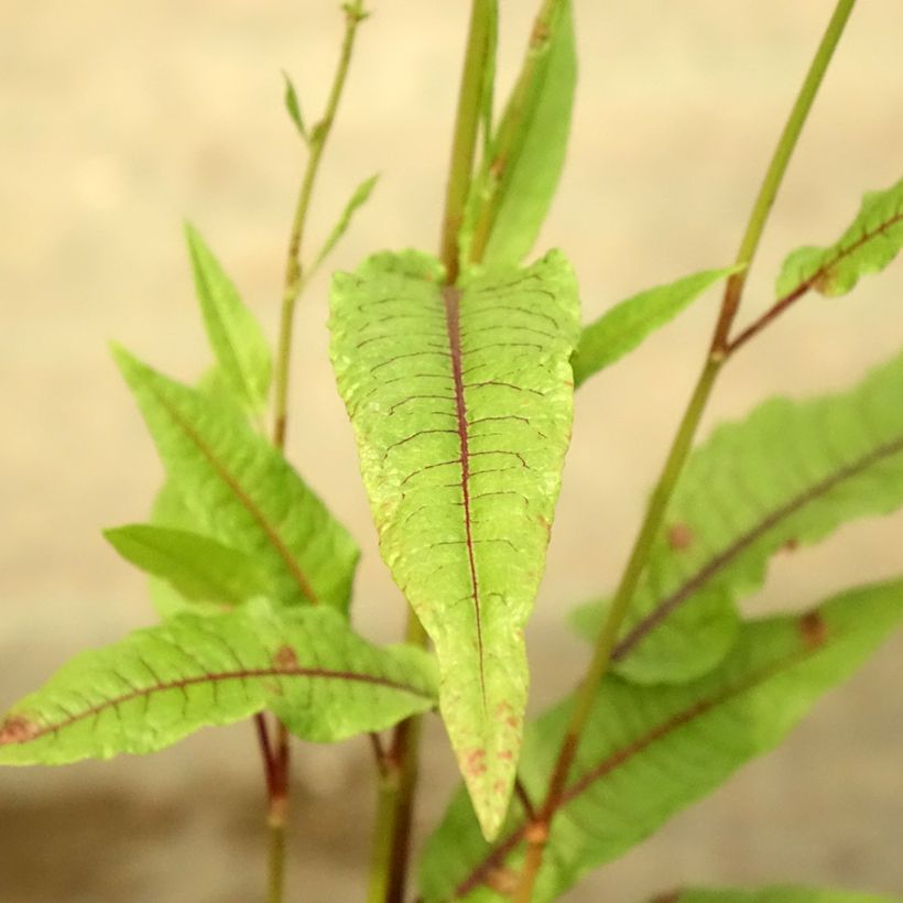 Rumex sauvignea (Folhagem)