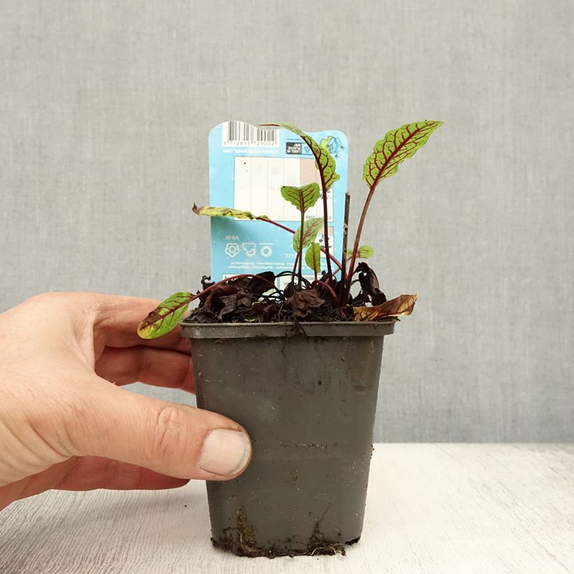Amostra de Rumex sauvignea Vaso de 8/9 cm tal como entregue no outono