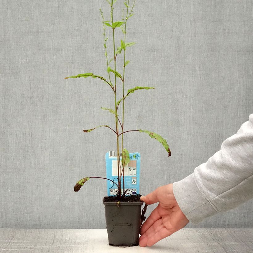 Amostra de Rumex sauvignea Vaso de 8/9 cm tal como entregue no verão