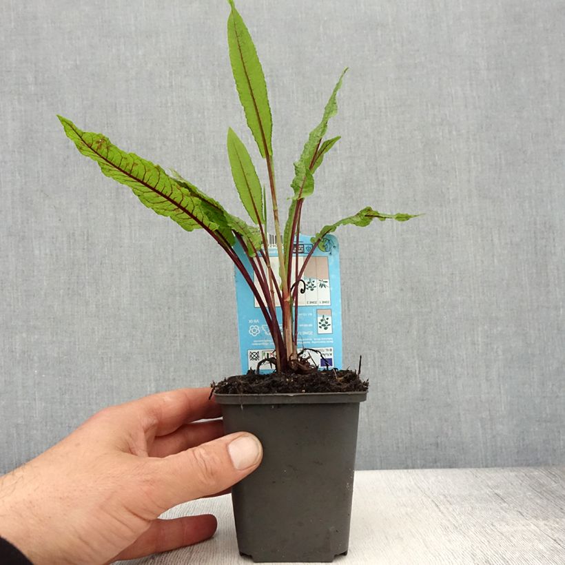 Amostra de Rumex sauvignea Vaso de 8/9 cm tal como entregue na primavera