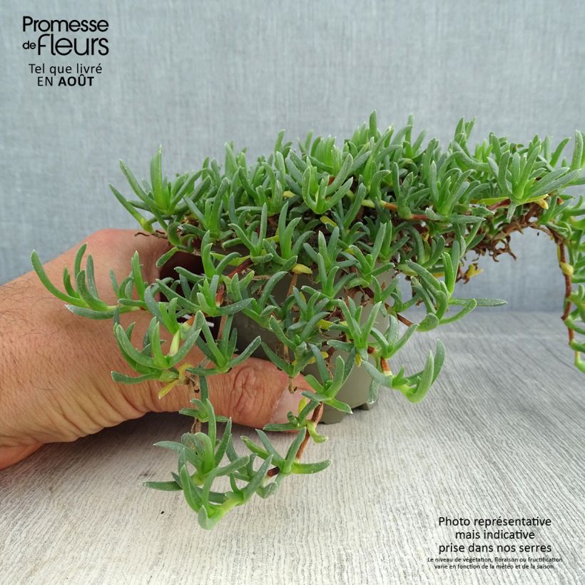 Amostra de Ruschia prostrata Vaso de 8/9 cm tal como entregue no verão