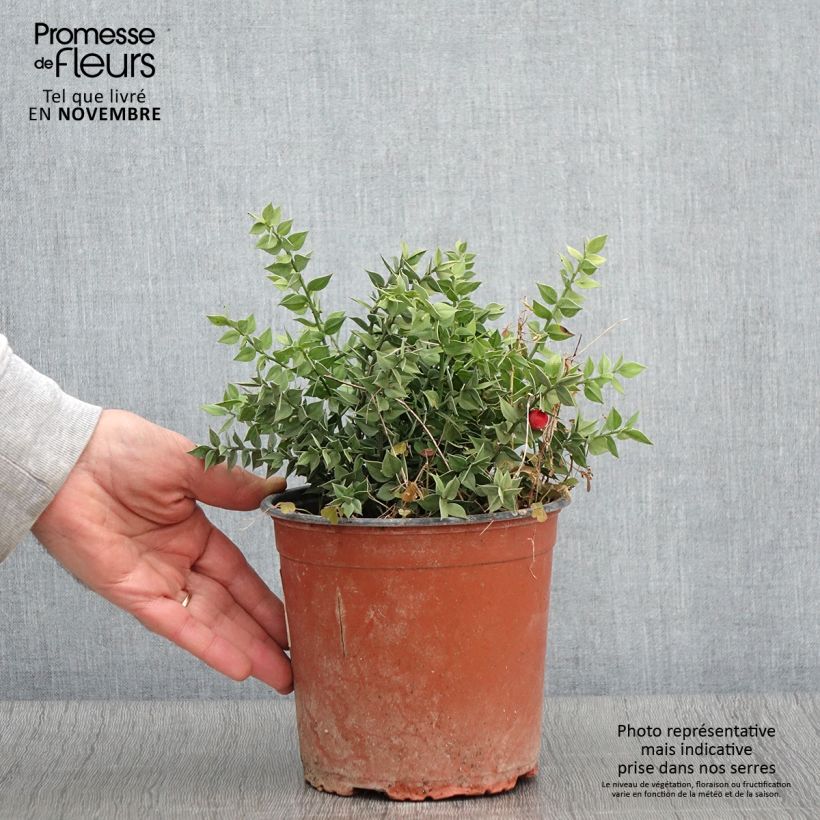 Amostra de Ruscus aculeatus Vaso de 2 L/3 L tal como entregue no outono