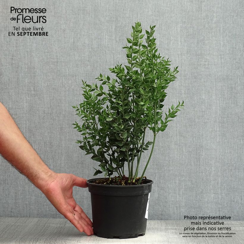 Amostra de Ruscus aculeatus Vaso de 2 L/3 L tal como entregue no verão