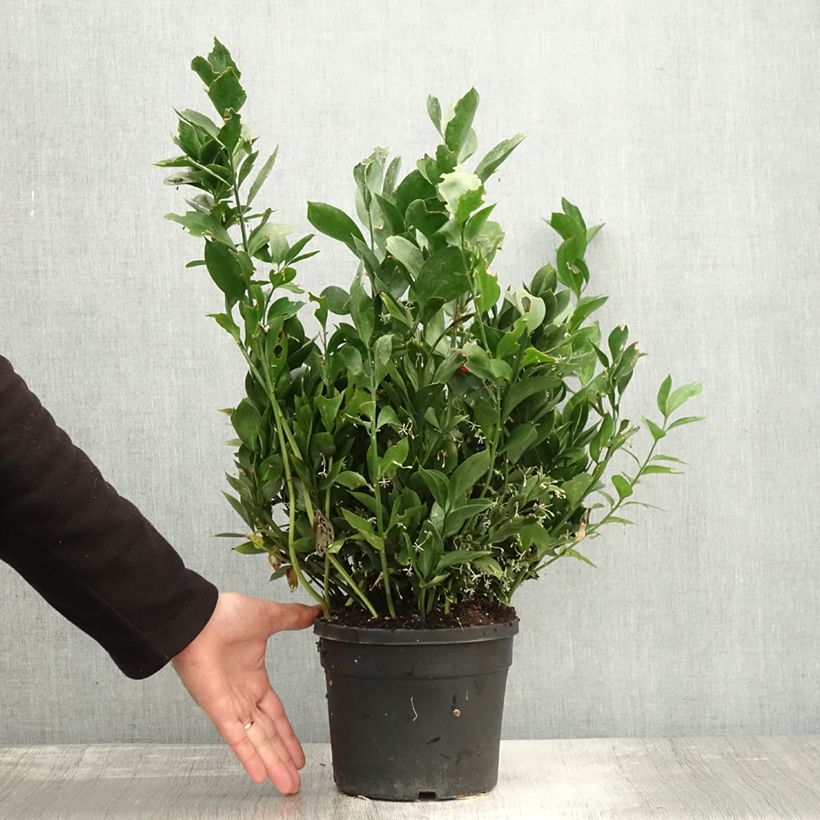 Amostra de Ruscus hypoglossum Vaso de 3 L/4 L tal como entregue no outono
