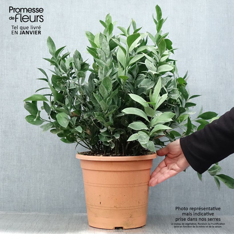 Amostra de Ruscus hypoglossum - Fragon à langues Vaso de 3 L/4 L tal como entregue no inverno