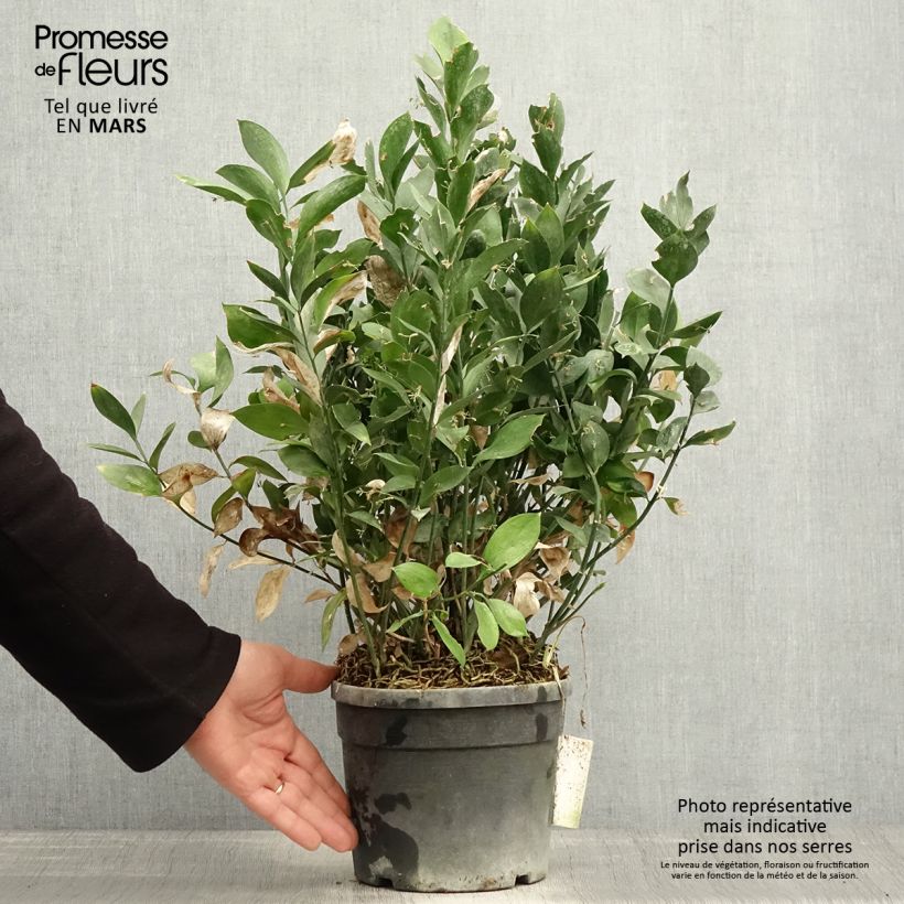 Amostra de Ruscus hypoglossum Vaso de 3 L/4 L tal como entregue na primavera