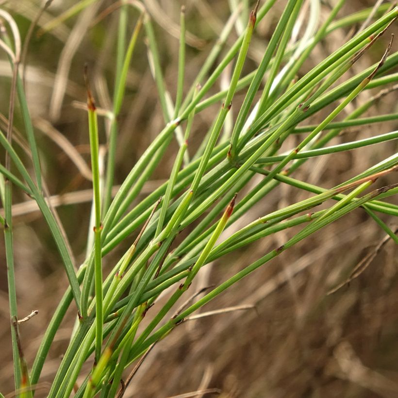 Russelia equisetiformis (Folhagem)