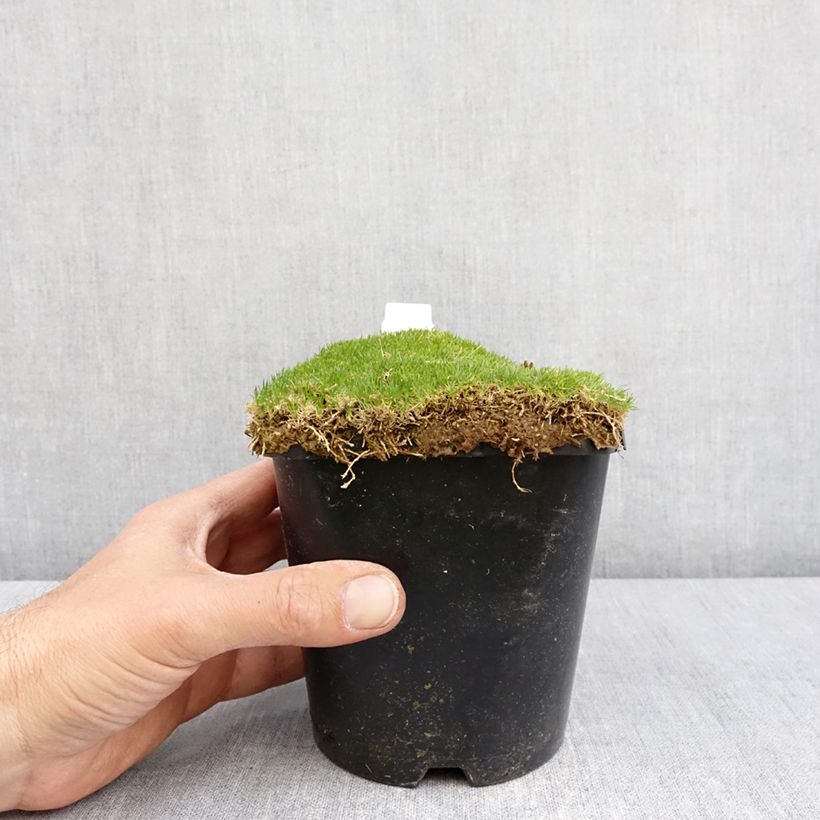 Amostra de Sagina subulata Green Moss Vaso de 1,5 L/2 L tal como entregue na primavera