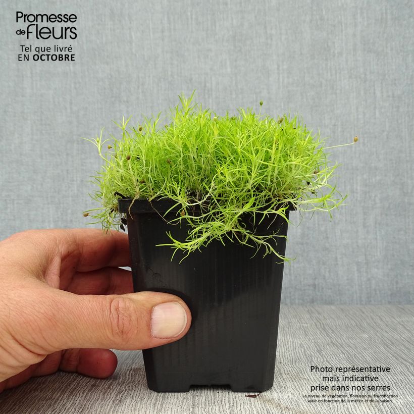 Amostra de Sagina subulata Aurea Vaso de 8/9 cm tal como entregue no outono