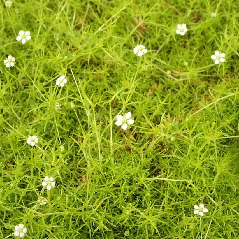 Sagina subulata Aurea (Folhagem)