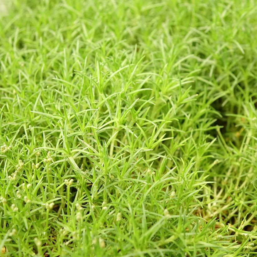 Sagina subulata Pine Green (Folhagem)