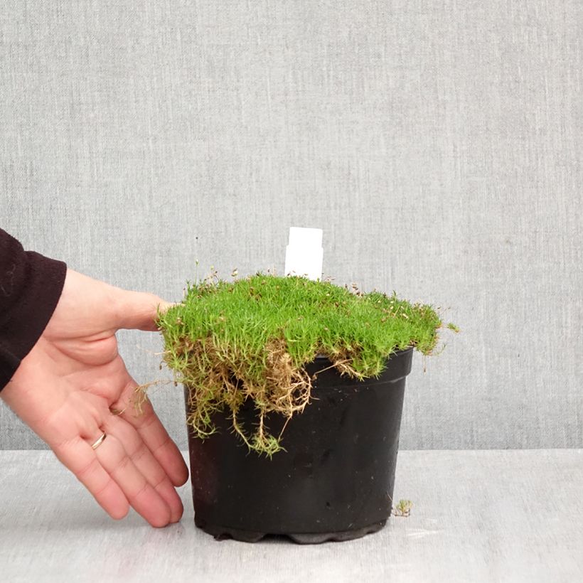 Amostra de Sagina subulata Vaso de 2 L/3 L tal como entregue no outono