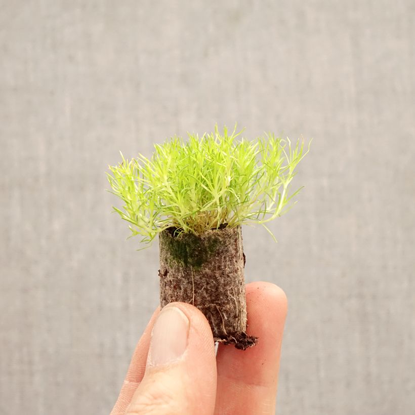 Amostra de Sagina subulata Scottish Moss Mini-torrão Ø 1,5/2,5 cm tal como entregue na primavera