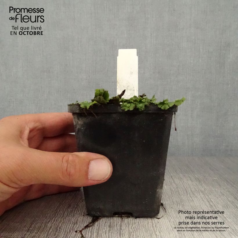 Amostra de Sagitária sagittifolia Flore Pleno Vaso de 8/9 cm tal como entregue no outono