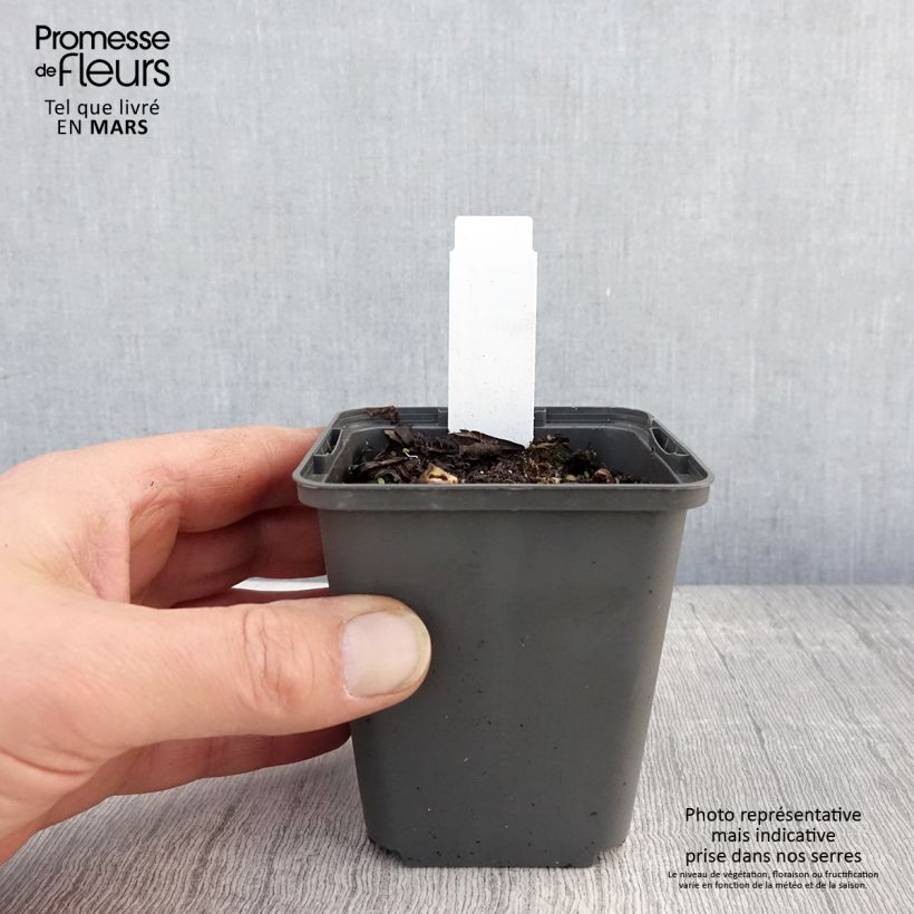 Amostra de Sagitária sagittifolia Flore Pleno Vaso de 8/9 cm tal como entregue na primavera