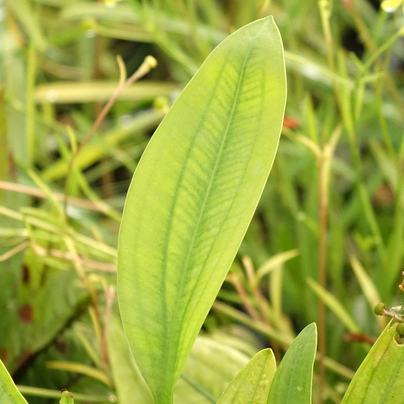 Sagitária graminea (Folhagem)